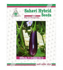 Brinjal PK-27 10 grams